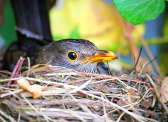 WEB-14-EDICION-bird-3176552