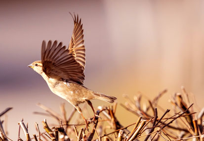 WEB-14-EDICION-bird-6043004