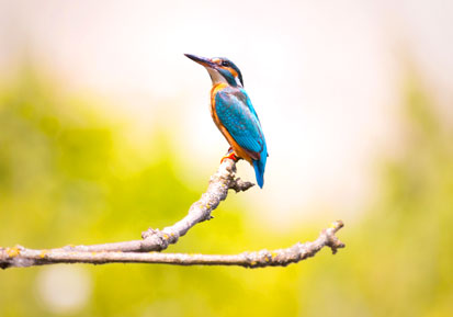 WEB-14-EDICION-kingfisher-2