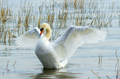 WEB-14EDICION-swan-5986927